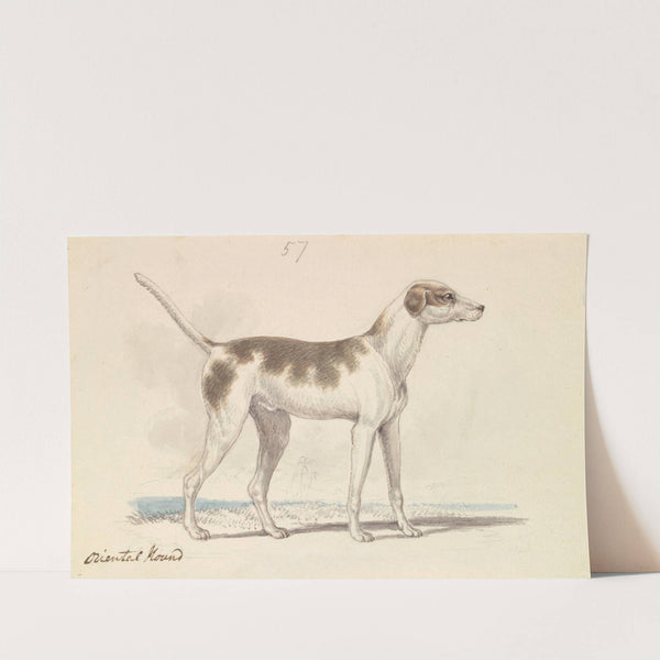 Oriental Hound (1837) by Charles Hamilton Smith