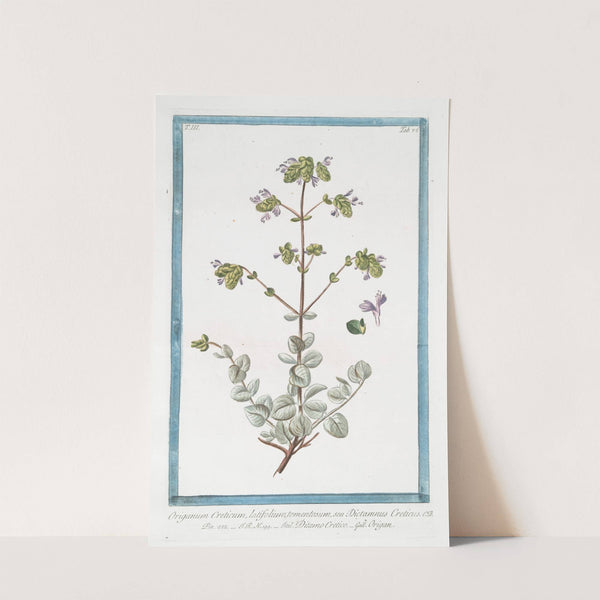 Origanum Creticum, latifolium, tomentosum, seu Dictamnus Creticus - Ditamo Cretico - Origan. (Spanish Hops) by Giorgio Bonelli