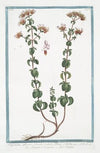 Origanum sylvestre, Cunila bubula Plinii – Regano e Origano – Origan. (Wild Marjoram)