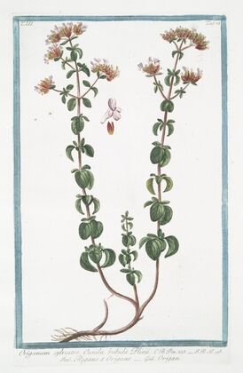 Origanum sylvestre, Cunila bubula Plinii – Regano e Origano – Origan. (Wild Marjoram)