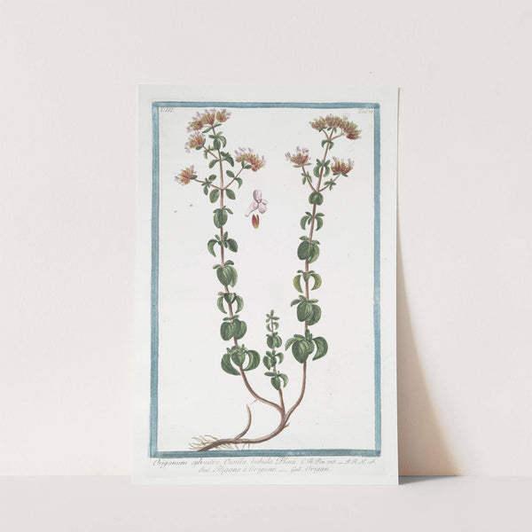 Origanum sylvestre, Cunila bubula Plinii - Regano e Origano - Origan. (Wild Marjoram) by Giorgio Bonelli