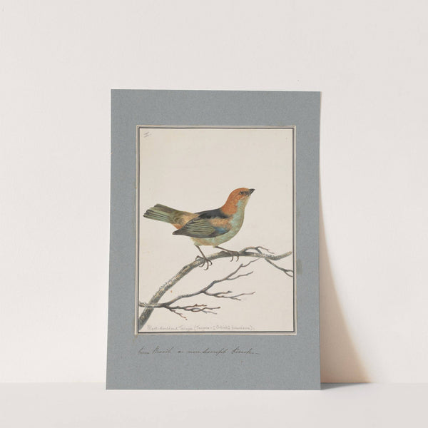 Original water-colour drawings of birds and eggs Pl.02 by John William Lewin