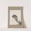 Original water-colour drawings of birds and eggs Pl.03 by John William Lewin