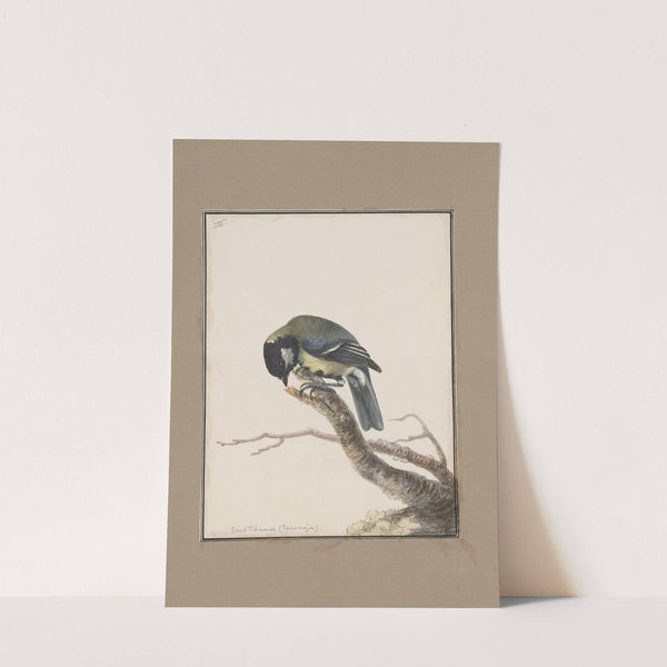 Original water-colour drawings of birds and eggs Pl.03 by John William Lewin