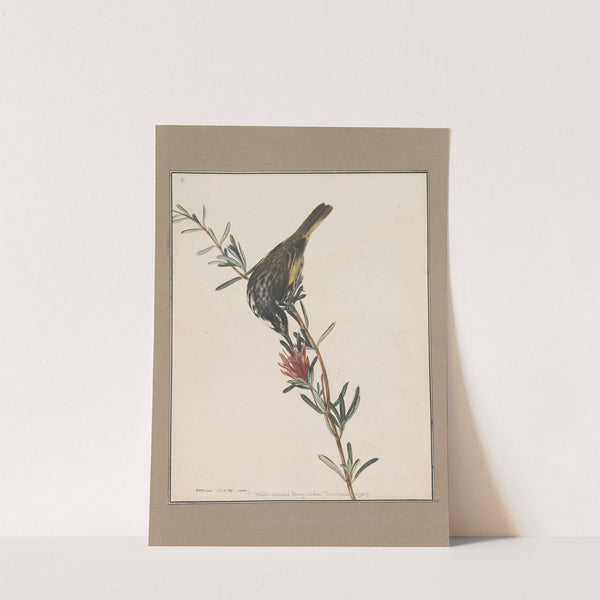 Original water-colour drawings of birds and eggs Pl.05 by John William Lewin