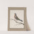 Original water-colour drawings of birds and eggs Pl.06 by John William Lewin