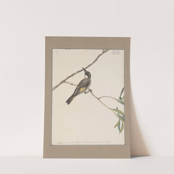 Original water-colour drawings of birds and eggs Pl.07 by John William Lewin