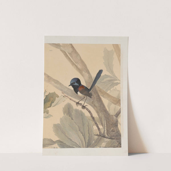 Original water-colour drawings of birds and eggs Pl.08 by John William Lewin