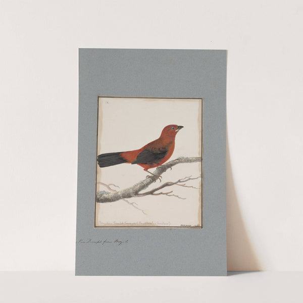 Original water-colour drawings of birds and eggs Pl.09 by John William Lewin