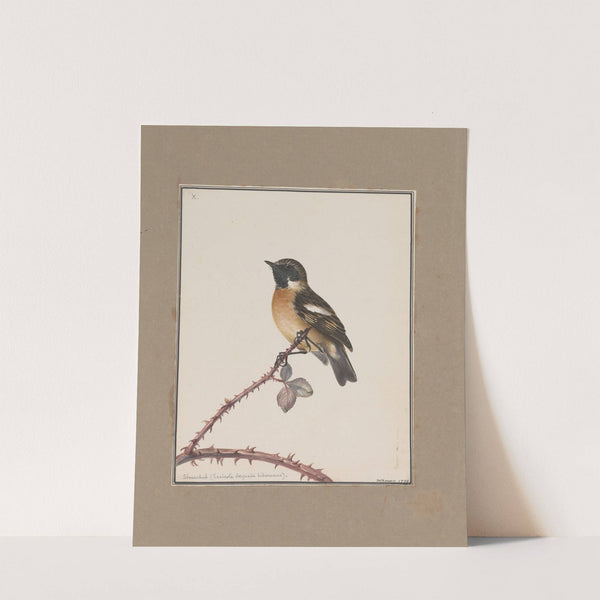 Original water-colour drawings of birds and eggs Pl.10 by John William Lewin