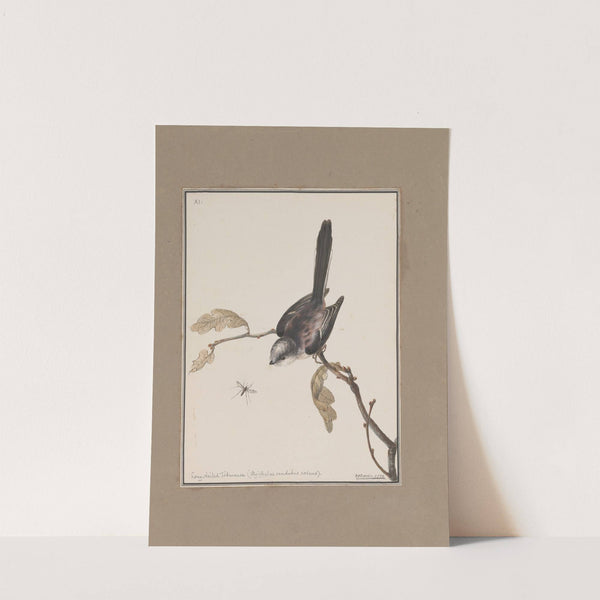 Original water-colour drawings of birds and eggs Pl.11 by John William Lewin