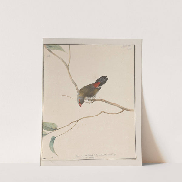 Original water-colour drawings of birds and eggs Pl.12 by John William Lewin