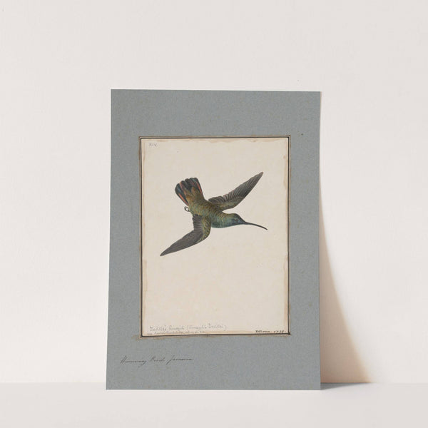 Original water-colour drawings of birds and eggs Pl.14 by John William Lewin