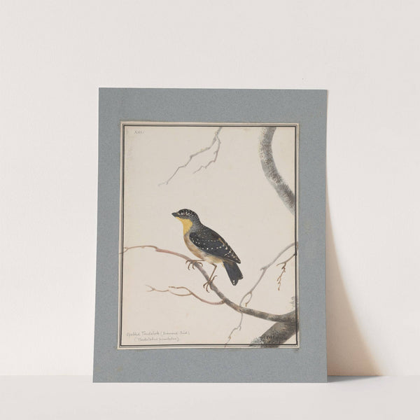 Original water-colour drawings of birds and eggs Pl.16 by John William Lewin