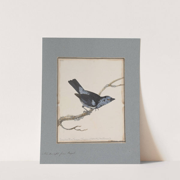 Original water-colour drawings of birds and eggs Pl.17 by John William Lewin