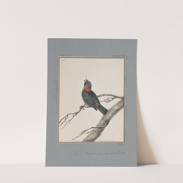 Original water-colour drawings of birds and eggs Pl.18 by John William Lewin