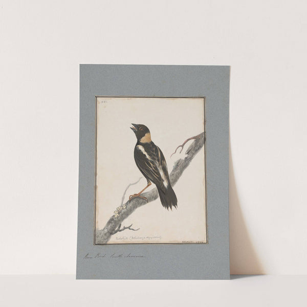 Original water-colour drawings of birds and eggs Pl.21 by John William Lewin