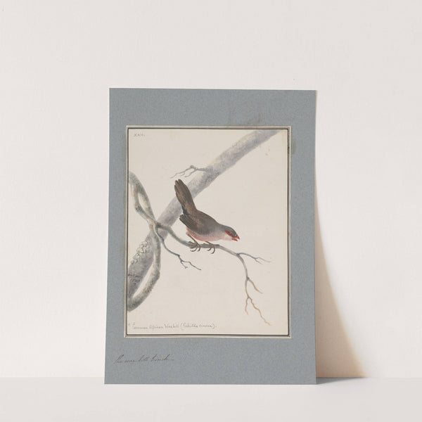 Original water-colour drawings of birds and eggs Pl.22 by John William Lewin