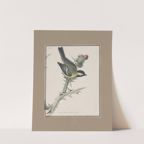 Original water-colour drawings of birds and eggs Pl.25 by John William Lewin