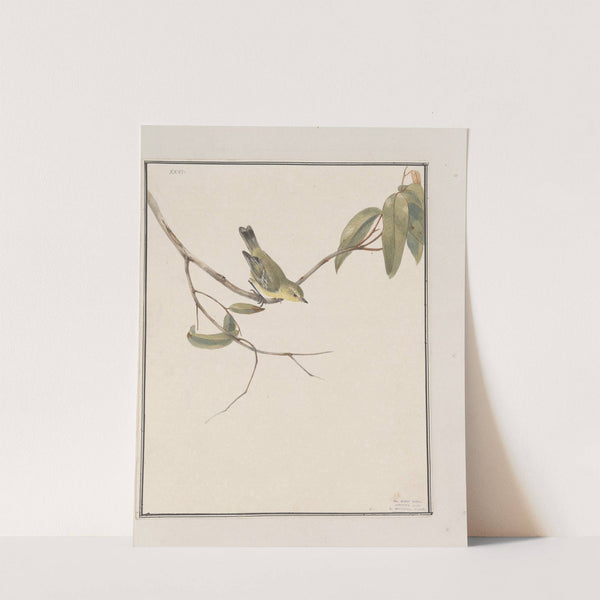 Original water-colour drawings of birds and eggs Pl.26 by John William Lewin