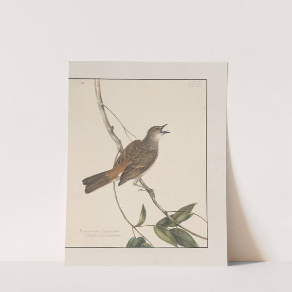 Original water-colour drawings of birds and eggs Pl.27 by John William Lewin