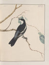 Original water-colour drawings of birds and eggs Pl.28
