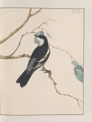 Original water-colour drawings of birds and eggs Pl.28