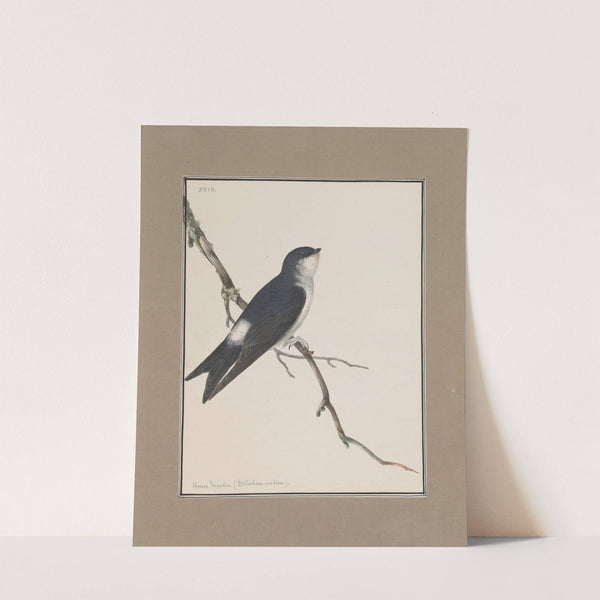 Original water-colour drawings of birds and eggs Pl.29 by John William Lewin