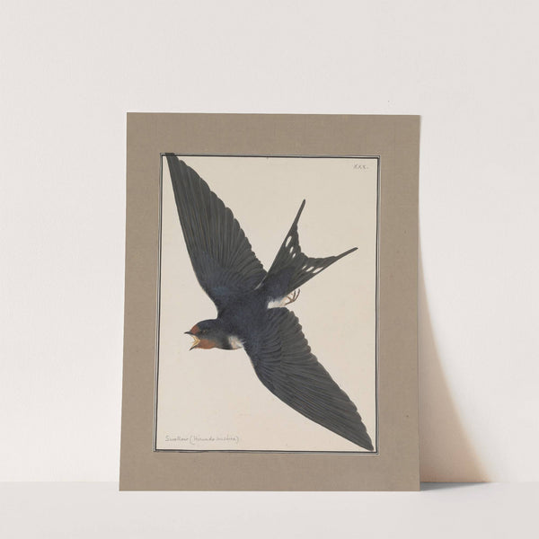 Original water-colour drawings of birds and eggs Pl.30 by John William Lewin