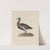 Original water-colour drawings of birds and eggs Pl.31 by John William Lewin