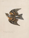 Original water-colour drawings of birds and eggs Pl.32