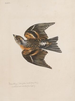Original water-colour drawings of birds and eggs Pl.32