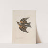 Original water-colour drawings of birds and eggs Pl.32 by John William Lewin