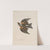 Original water-colour drawings of birds and eggs Pl.32 by John William Lewin