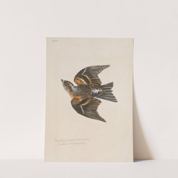 Original water-colour drawings of birds and eggs Pl.32 by John William Lewin
