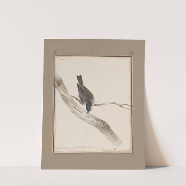 Original water-colour drawings of birds and eggs Pl.33 by John William Lewin