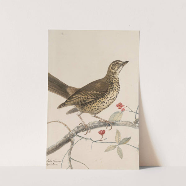 Original water-colour drawings of birds and eggs Pl.35 by John William Lewin