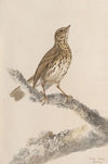 Original water-colour drawings of birds and eggs Pl.36