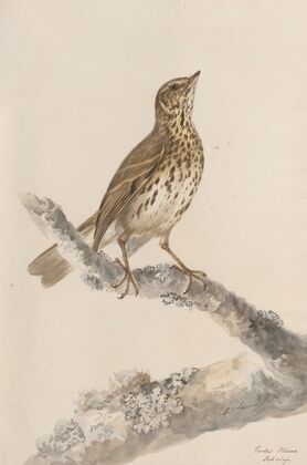 Original water-colour drawings of birds and eggs Pl.36