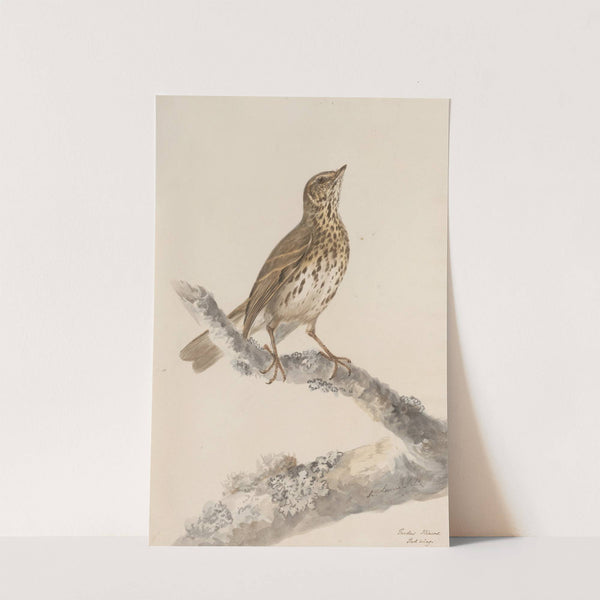 Original water-colour drawings of birds and eggs Pl.36 by John William Lewin