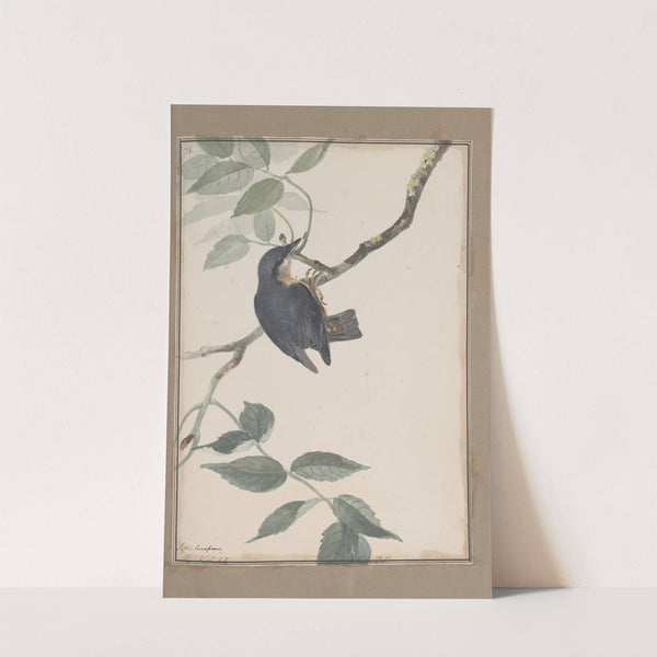 Original water-colour drawings of birds and eggs Pl.38 by John William Lewin