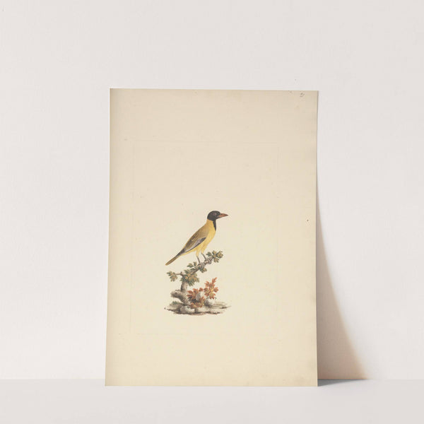 Oriolus monacha (Black Headed Abyssinian Oriole) 2 by Luigi Balugani