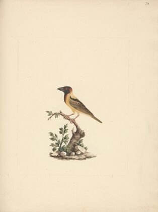 Oriolus monacha (Black Headed Abyssinian Oriole)