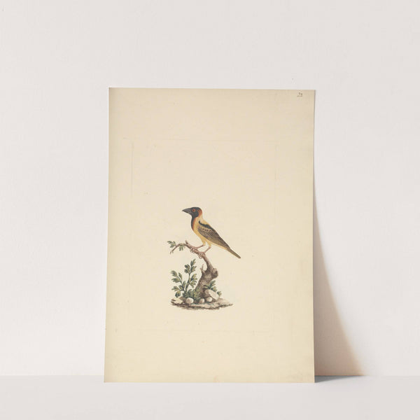 Oriolus monacha (Black Headed Abyssinian Oriole) by Luigi Balugani