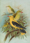 Oriolus oriolus