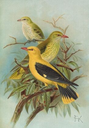 Oriolus oriolus