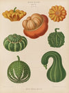 Ornamental Gourds (1876-1886)