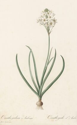 Ornithogalum arabicum (1802-1816)