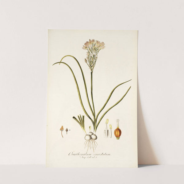 Ornithogalum coarctatum by Nikolaus Joseph Freiherr von Jacquin