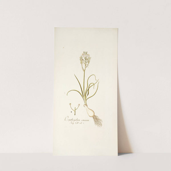 Ornithogalum comosum by Nikolaus Joseph Freiherr von Jacquin